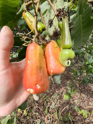 cashew