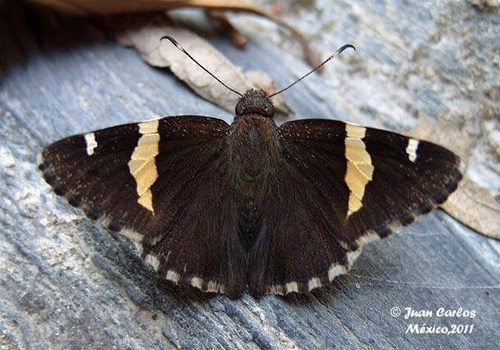 Sonoran Banded-Skipper