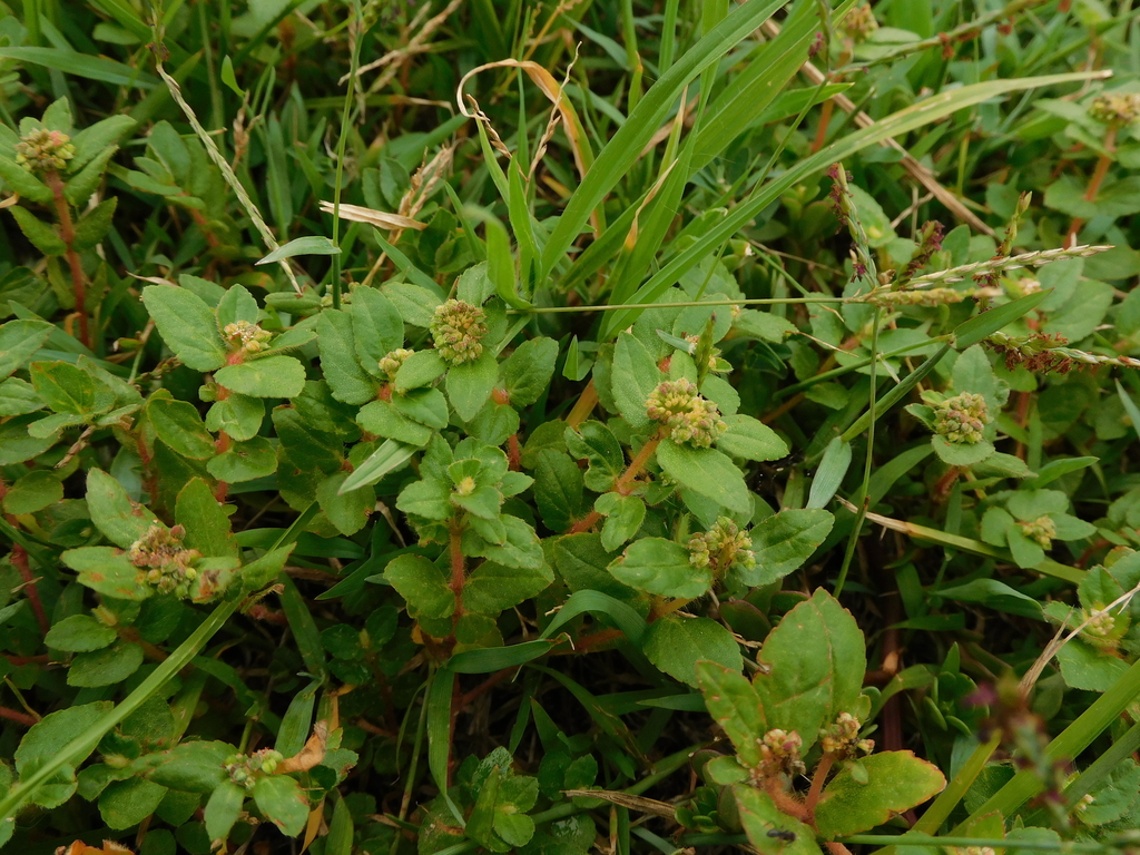 Florida Hammock Sandmat from Central Coast NSW, Australia on January 27