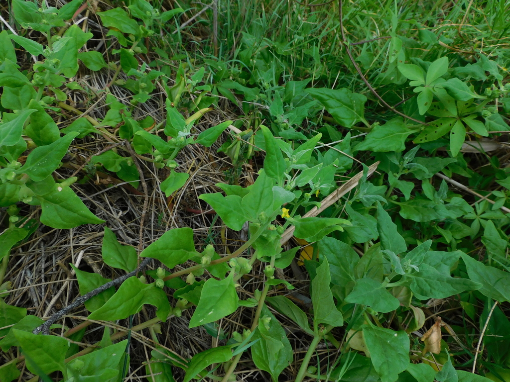 New Zealand Spinach from Central Coast NSW, Australia on January 27 ...