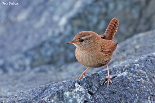 Troglodytes troglodytes