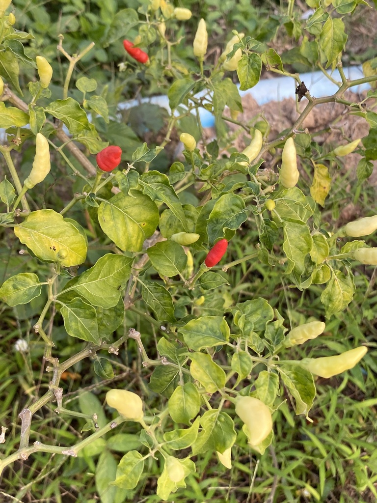 Peppers From 4006 TH On January 29 2024 At 05 42   Large 