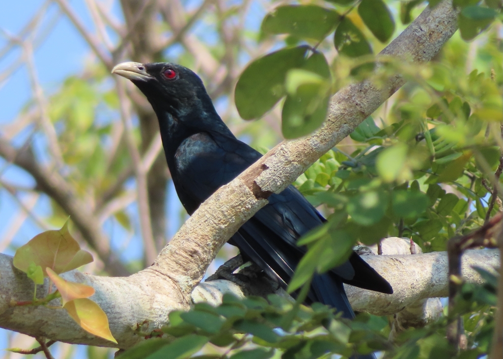 Asian Koel from Salaya, Phutthamonthon District, Nakhon Pathom