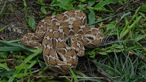 Saw-scaled Viper