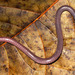 Siphonopidae - Photo (c) Cesar Barrio-Amorós, כל הזכויות שמורות, הועלה על ידי Cesar Barrio-Amorós