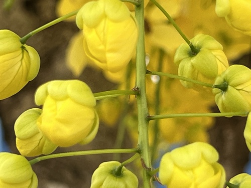 Golden Shower Tree