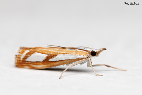 Catoptria permutatellus
