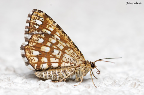 Chiasmia clathrata