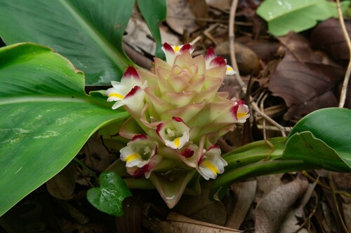 Curcuma pierreana