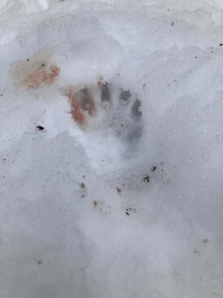 Common Raccoon from Simcoe County, ON, Canada on January 28, 2024 at 11 ...