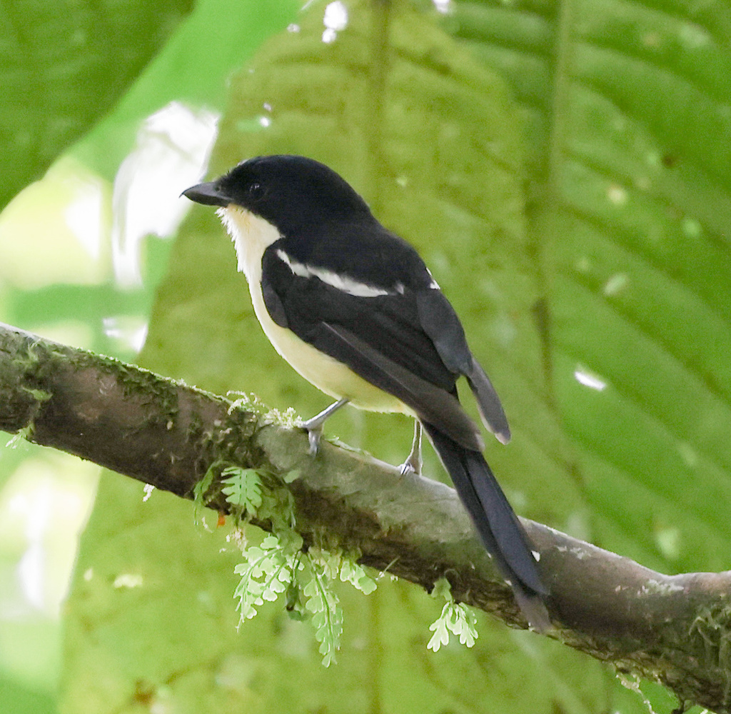 Newton's Fiscal (Lanius newtoni) photo