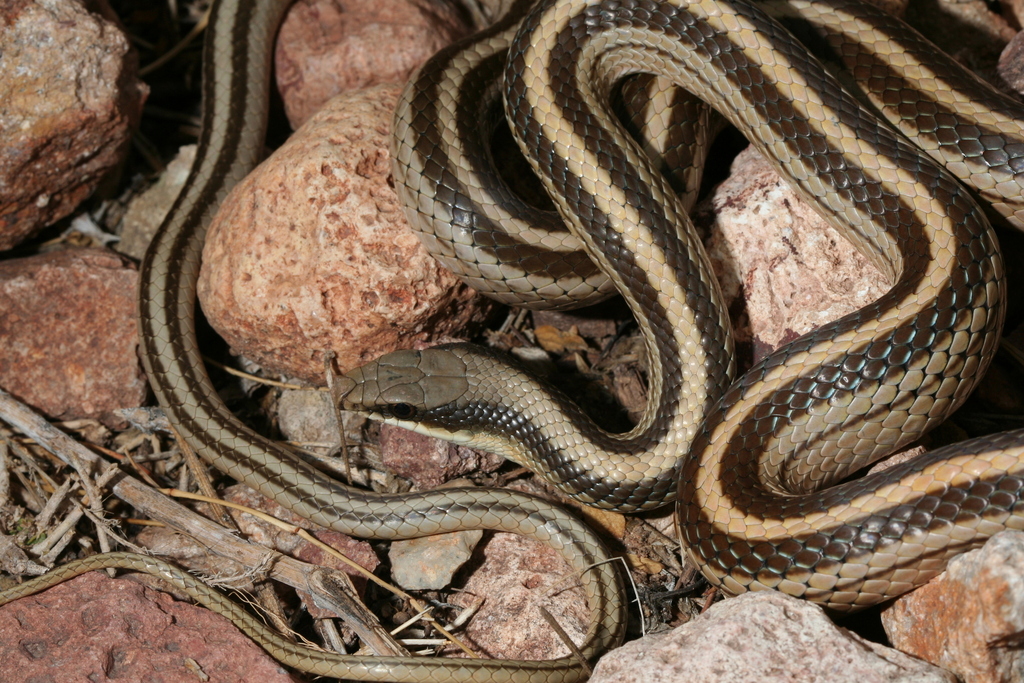 Texas Patch-nosed Snake From Indé Municipality, Durango, Mexico On June ...