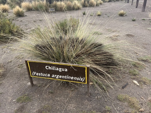 Festuca argentinensis