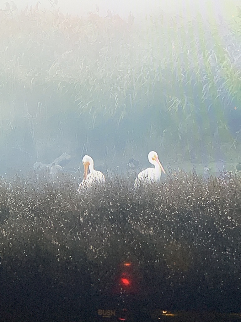 Vertebrates from Ferry Road, Glasgow, Scotland, GB on January 29, 2024 ...