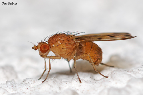 Lauxaniinae