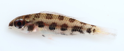 Dicrossus maculatus