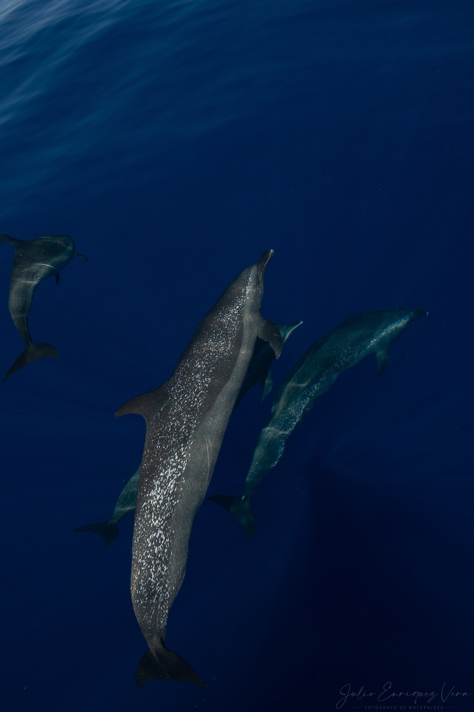 Pantropical Spotted Dolphin from México on September 5, 2023 at 10:19 ...