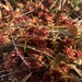 Sphagnum magniae - Photo (c) jaron sedlock, all rights reserved, uploaded by jaron sedlock