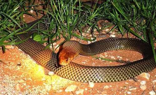 Mulga Snake sighting