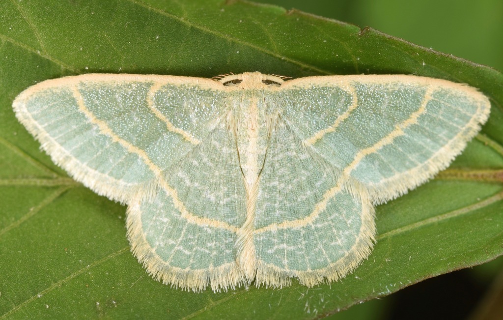 Blackberry Looper Moth (Moths of Georgia) · iNaturalist