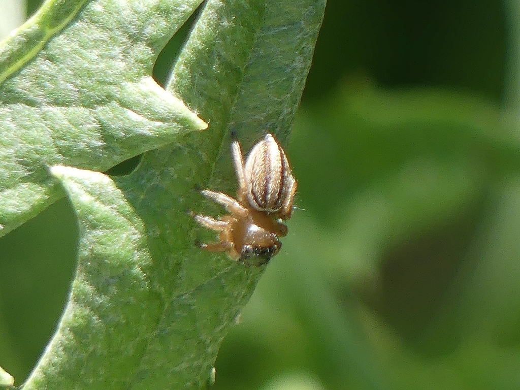 White Garland House Hopper from Wallaga Lake NSW 2546, Australia on January 29, 2024 at 1145 PM