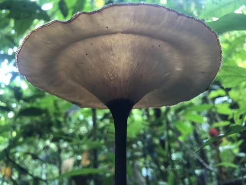 Panus velutinus