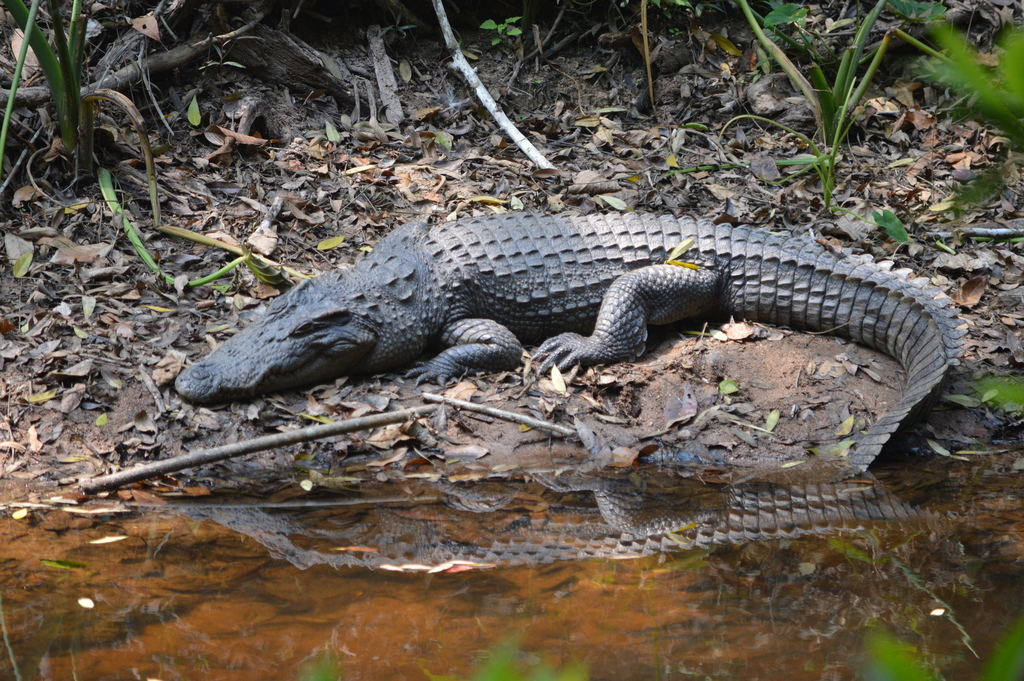 Cocodrilo de Siam (Crocodylus siamensis) · iNaturalist Ecuador