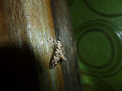 Conchylodes bryophilalis image