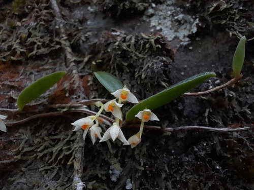 Curranii Orchid