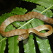 Werner's Green Tree Snake - Photo (c) donchelu, all rights reserved, uploaded by donchelu