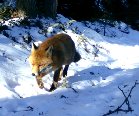 Red Fox In January 2024 By Alessandro Durando INaturalist   Large 