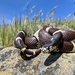 California King Snake - Photo (c) Prakrit Jain, all rights reserved, uploaded by Prakrit Jain