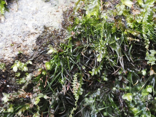 Diphyscium lorifolium