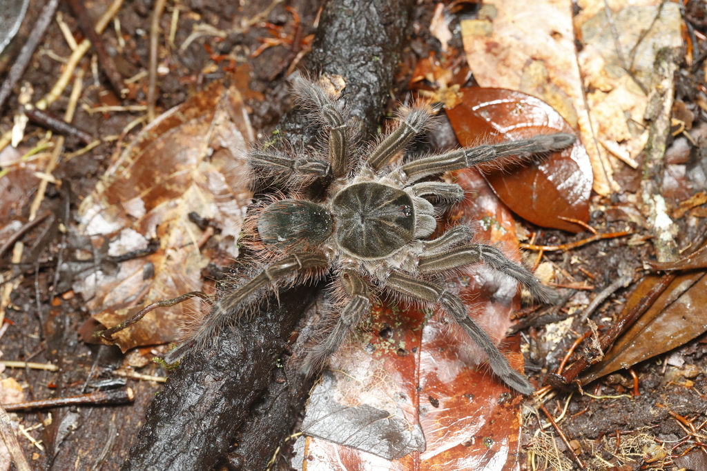 Goliath Birdeater in January 2024 by Elven Remérand · iNaturalist