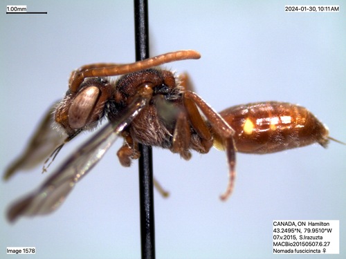 Nomada fuscicincta