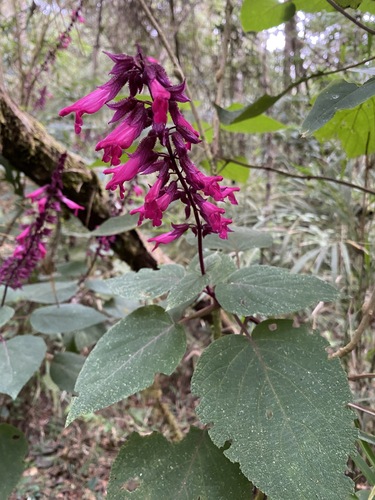 Salvia ernesti-vargasii