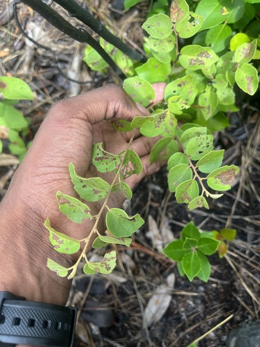 Kearney's Witch-alder (Fothergilla parvifolia)