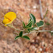 Argyrolobium zanonii - Photo (c) mjcorreia, כל הזכויות שמורות, הועלה על ידי mjcorreia