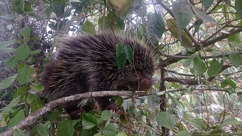 Frosted Hairy Dwarf Porcupine (Coendou pruinosus) — Least Concern Mammalia