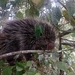 Frosted Hairy Dwarf Porcupine - Photo (c) Jessica Sarmiento, all rights reserved, uploaded by Jessica Sarmiento