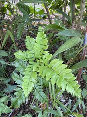 Adiantum latifolium image