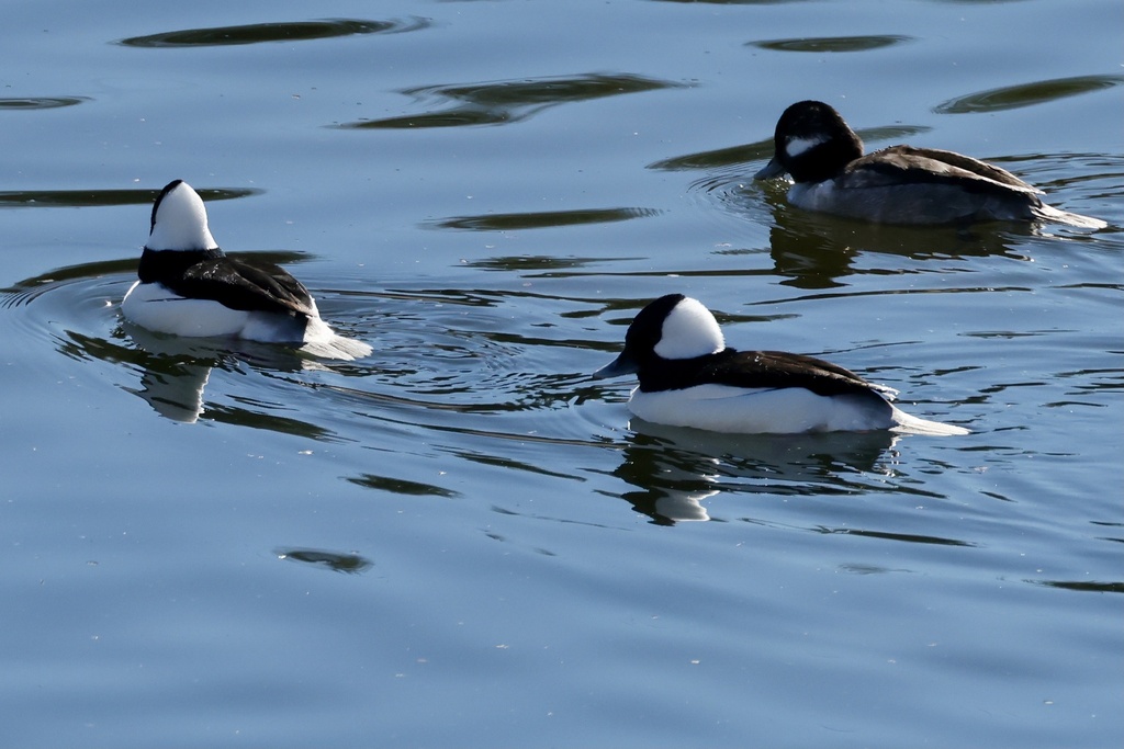 꼬마오리 from Los Angeles River Path, Glendale, CA, US on... at 10:54 오전 by M.R. Perry · iNaturalist 꼬마오리 (Bucephala albeola)