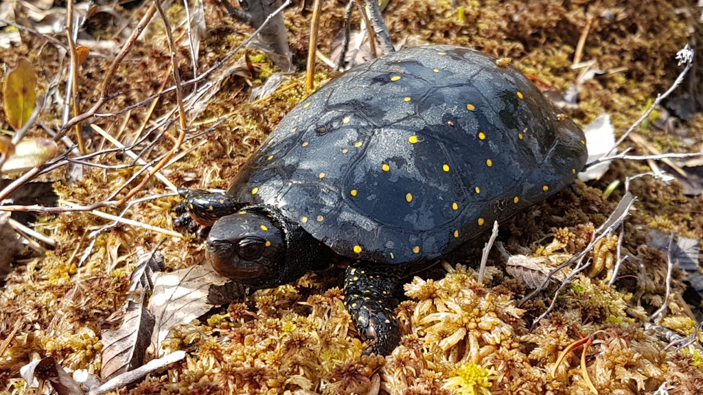 Spotted Turtle in April 2020 by Dan Riley · iNaturalist