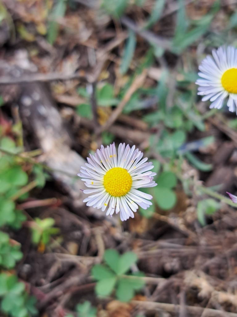 Erigeron Longipes From 47783 Jal., México On January 30, 2024 At 11:51 