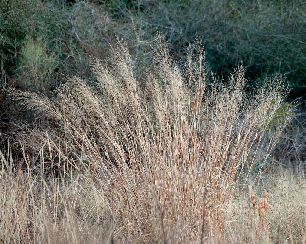 switchgrass from Deer Park, TX, USA on January 30, 2024 at 0601 PM by
