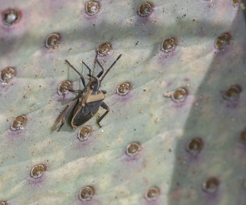 Cactus Coreid Bug from Los Angeles County, CA, USA on January 30, 2024 ...