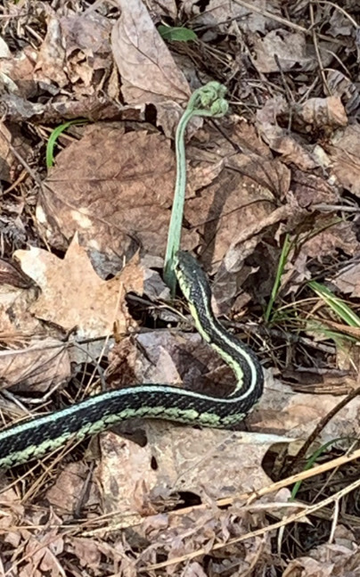 Western Terrestrial Garter Snake From Edgewood Park & Natural Preserve ...