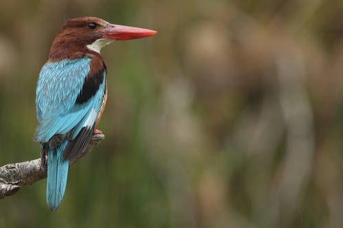 White-throated Kingfisher