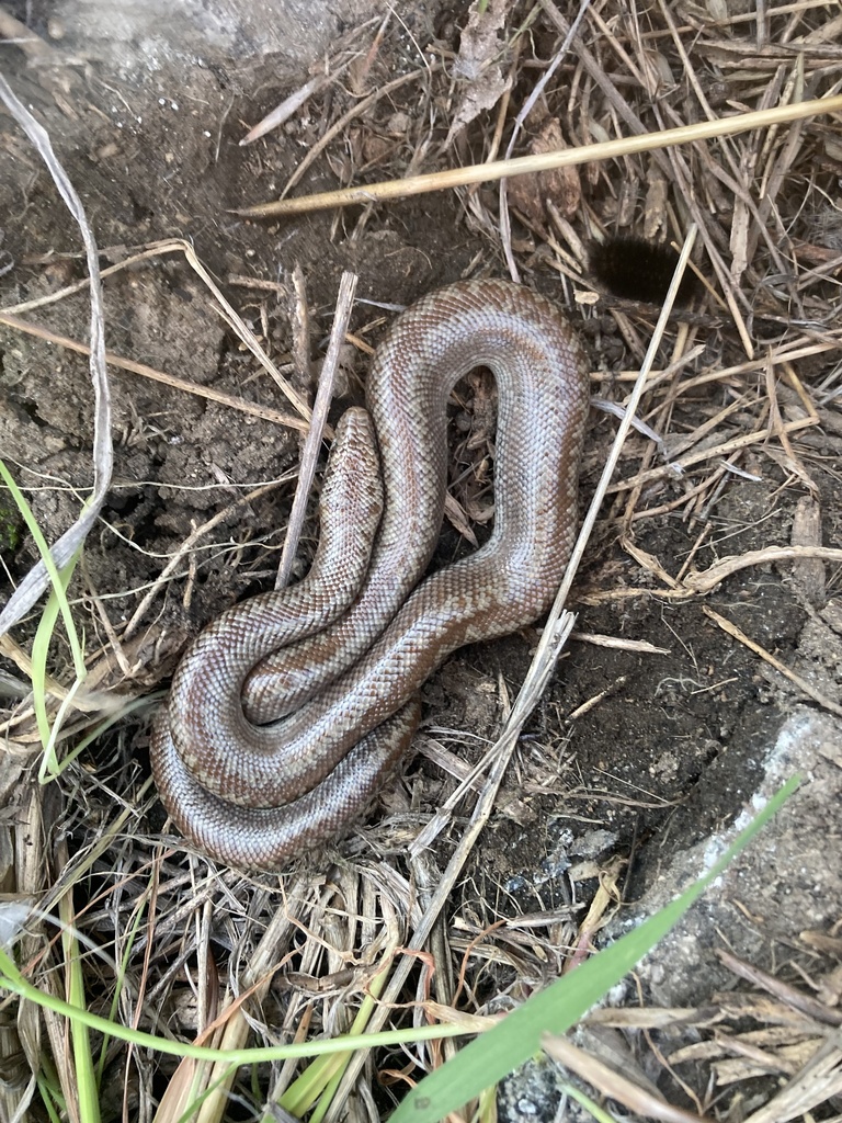 Coastal Rosy Boa in January 2024 by Hydrobates tethys · iNaturalist