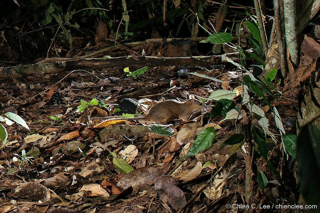 Red Spiny Rat in November 2023 by Chien Lee · iNaturalist